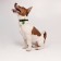 Rochin Dog dog collar with an addressee, Osh 27-34 cm