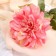 Artificial flowers "Georgin Pigmy" 11x60 cm, pink