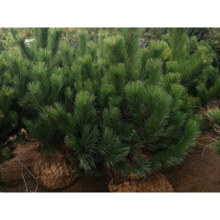 Black pine, p9, 1pc, h 3-20 cm, spring 2024-1
