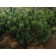 Black pine, p9, 1pc, h 3-20 cm, spring 2024