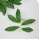 Artificial plant for creativity "Hebelly leaves" set of 6 pcs 13.5x16 cm