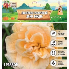 Лилейник "Double Creamy Wonder", р-р I, 1 шт, Весна 2024