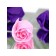Soap roses, purple and pink, set of 11 pcs.
