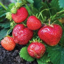 Strawberry garden dali, p9 pot, 1 pc, summer 2024