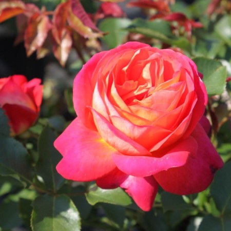 Seedling rose "Midsammer", tube, spring 2025