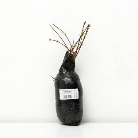 Jasmine Sadovy (Monaire) "Silberregen", 1 pc, tube, spring 2025-1
