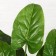Artificial bush "Elastic" 70 cm