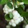 Snowman Dorenbozi White Hage, C2 pot, H10-50 height, 1 pc, summer 2024