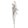 Dry flowers “Molchy Mile”, 25 g, length - 70 cm, white color