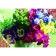 Diamond mosaic with full filling on the canvas "Bouquet", 22 x 32 cm
