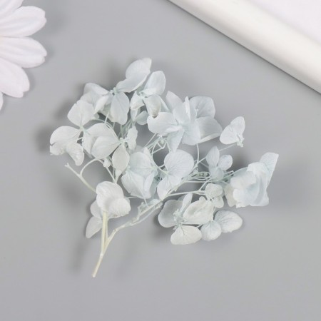 Sukhotzet "hydrangea" pale blue h = 6-6.5 cm-1