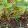 Builder for strawberries, d = 15 cm, h = 25 cm, leg d = 0.3 cm, metal, green, Greengo