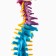 Layout "spine, pelvic bones" color 38cm