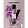 Spirits of the Extra Group Women's Equivalent P005, 13 ml