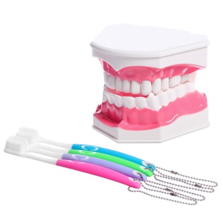 Game set "Human Jaw Model", 12 × 9 cm, with a brush, a mix of a mix-9