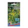 Clematis flowers "Chinese flashlights", 12 pcs.