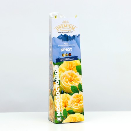 Floribunda Rosa Floribunda Brats, 1 pc, spring 2024-1
