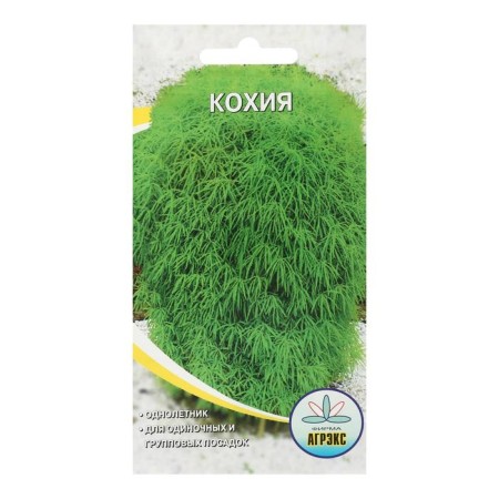 Flower seeds Annual Kochia 0.1