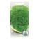 Flower seeds Annual Kochia 0.1
