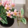 Bonsai in the pot "Maranta" (on the suspension) 9x15 cm, mix