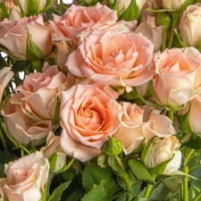 Seedling rose 