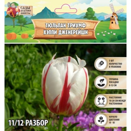 Tulip Triumph Happy Genereyishn, rr 11/12, 5 pcs, autumn 2024