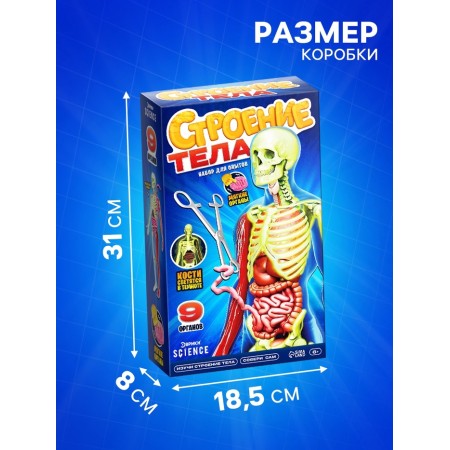 A set for experiments on the anatomy "body structure", glows in the dark, with soft organs-3