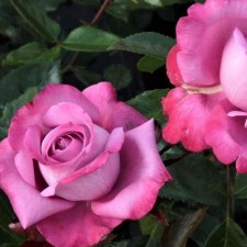 Seedling rose 