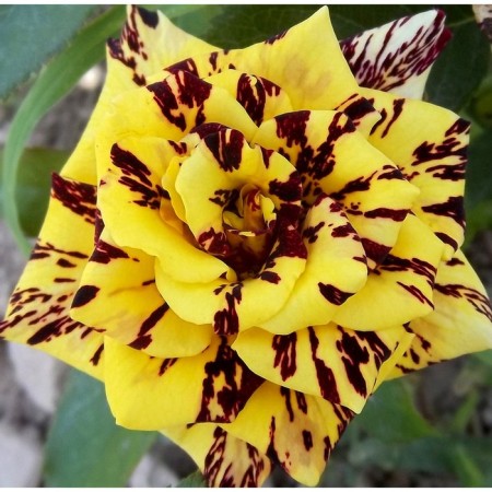 Seedling rose Abracadabra, spray rose, pot 2 l., Summer 2024