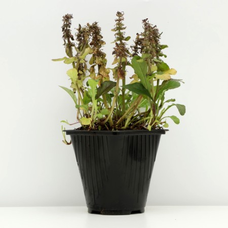 Tousing creeping "Atropurpurea", pot C2, 1 pc, Spring 2024-1