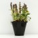 Tousing creeping "Atropurpurea", pot C2, 1 pc, Spring 2024