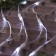 Garland "network" 2 × 1.5 m, IP44, UMS, transparent thread, 192 LED, white glow, 220 V