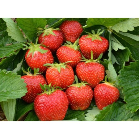 Strawberries Garden Elsant, P9 Pot, 1 pc, summer 2024