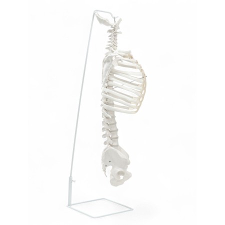 Lumbar spine "Luminer, hip joint" 40*26cm-3