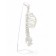 Lumbar spine "Luminer, hip joint" 40*26cm
