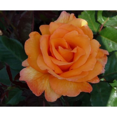 Rose Tea-Hibride Doris Tisterman, C3.5 pot, H25-45, 1 pc, summer 2024