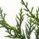 Virginsky juniper "Gray Oul", P9, 1pc, h 3-20 cm, summer 2024