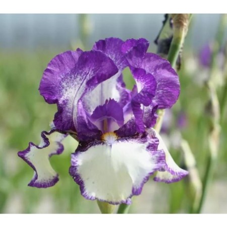 Iris Bearded Big Brothers, C2 Pot, 1 pc, Summer 2024