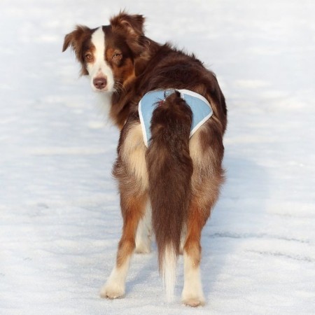 Panties for dogs reusable OSSO Absorb, size XL-2