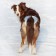 Panties for dogs reusable OSSO Absorb, size XL