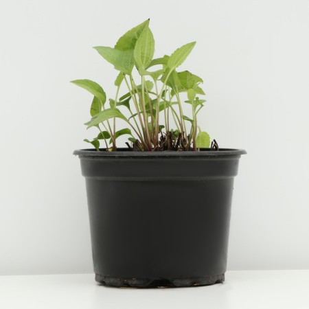 Rudbekia brilliant "Goldsturm", pot C2, 1 pc, spring 2024-1