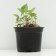 Rudbekia brilliant "Goldsturm", pot C2, 1 pc, spring 2024