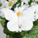 A butterfly for decor and floristry, on a clothespin, plastic, white, 1 pc., 12 cm