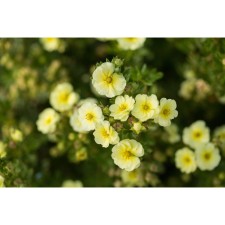 Saughty bastard shrubby 