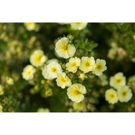 Saughty bastard shrubby "Lemon Meringue", pot P9, Summer 2024