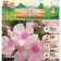 Flox "Rosa Pastella" rr I, 2 pcs,