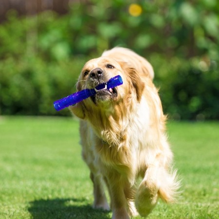 Toy training chewing "stick" hollow, 24.5 cm, blue-3