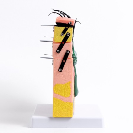 Matcage "Skin in the section" 21*4*20cm-3