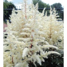 Astilba Lesshand Happy dex, C1.5 pot, H10-50 height, 1 pc, summer 2024