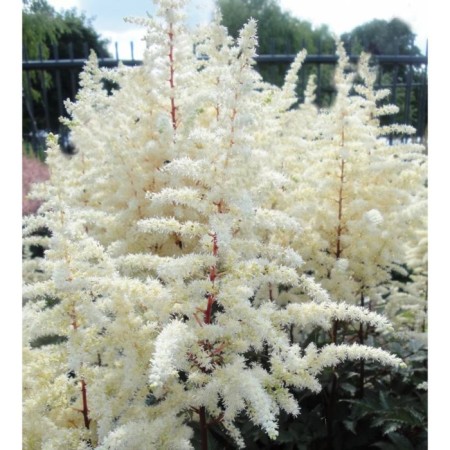 Astilba Lesshand Happy dex, C1.5 pot, H10-50 height, 1 pc, summer 2024